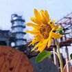 nature-sunflower